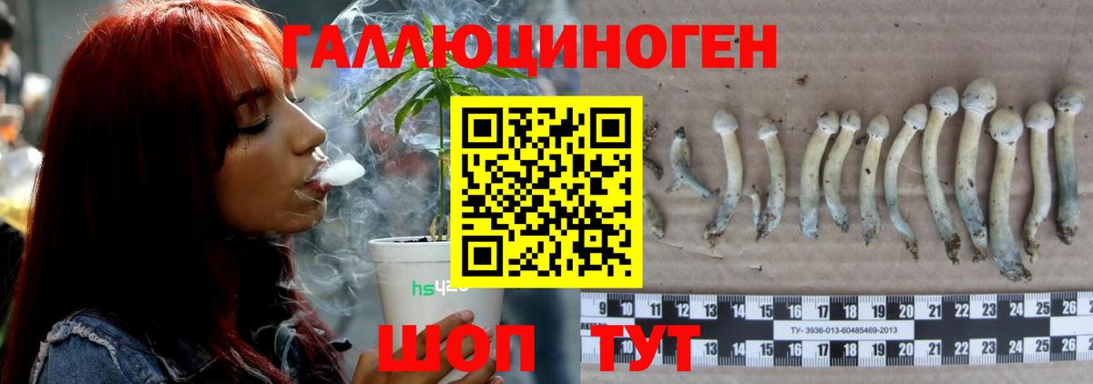 Подольск  цена   Вход с VPN  Галлюциногенные грибы GOLDEN TEACHER 